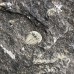 Aulacopleura konincki